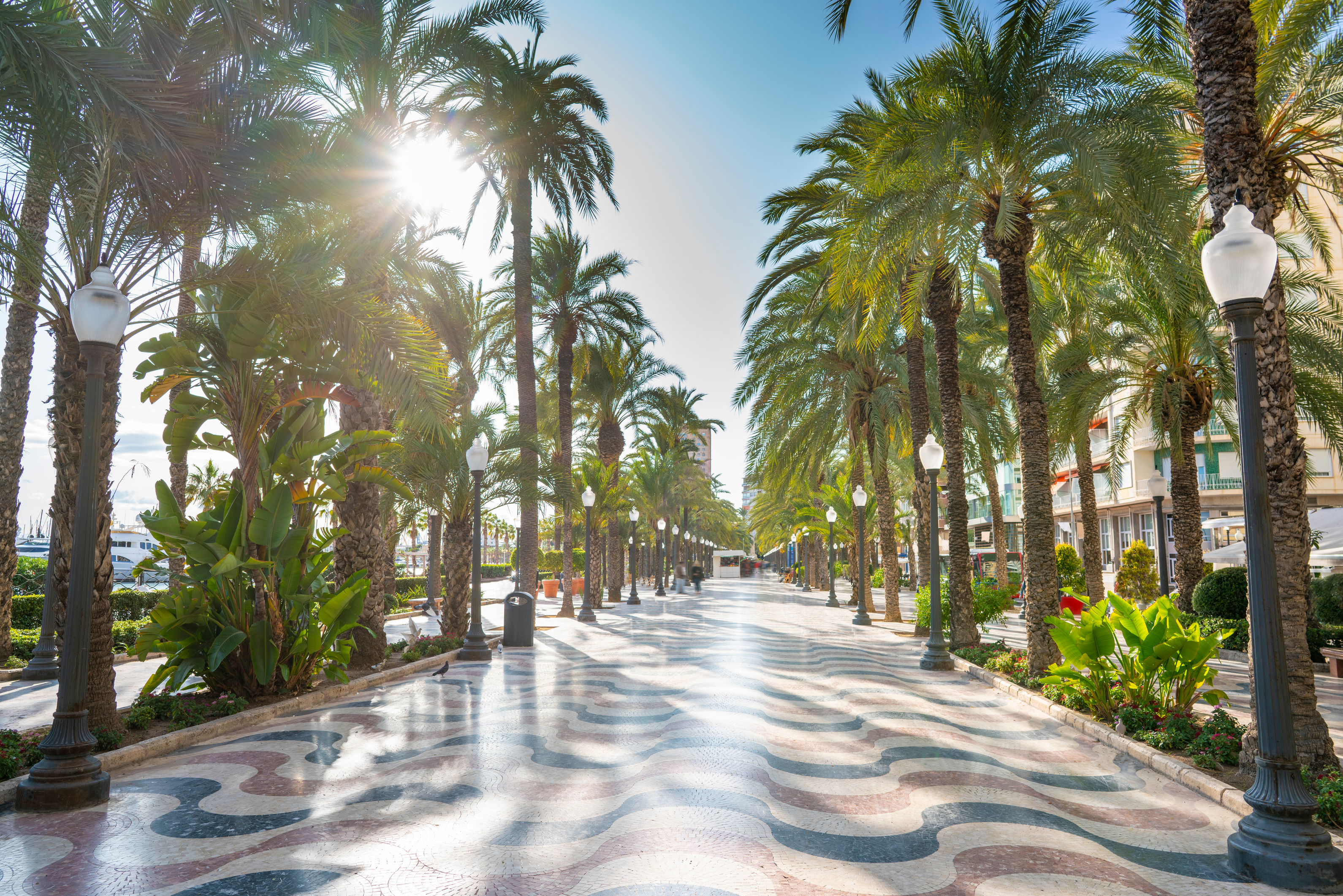 Alicante city The Esplanade palm trees Spain